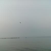 Чайки над Балтийским морем