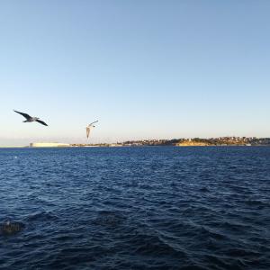 Чайки в Севастопольской бухте