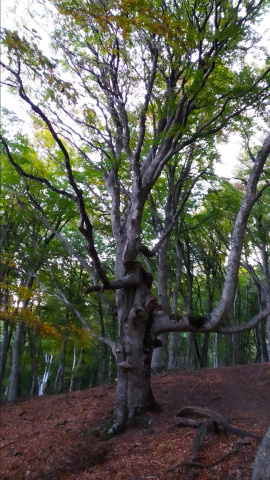 Столь приметные деревья нередко встречаются вдоль тропы
