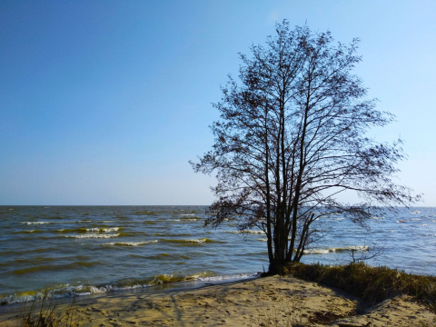 Одинокое дерево у самой кромки Куршского залива