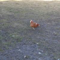 Местный обитатель Местный обитатель