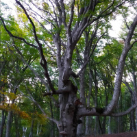 Столь приметные деревья нередко встречаются вдоль тропы