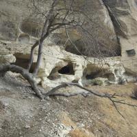 Знаменитая шагающая черешня