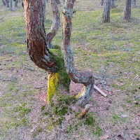 Танцующий лес на Куршской косе