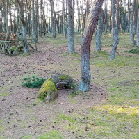 Таких пируэтов никак не ожидаешь от деревьев