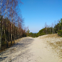 «Берёзы, оказывается, растут повсюду...»