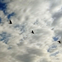 Ольхонские птицы