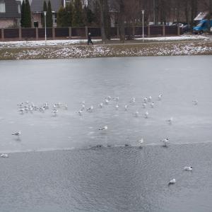 Чайки на Хлебном озере не редкость