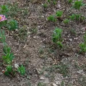 Alstroemeria pelegrina, или по-домашнему Альстрёмерия пелегринская