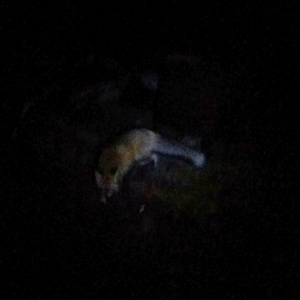 Байкальская лиса в ночи