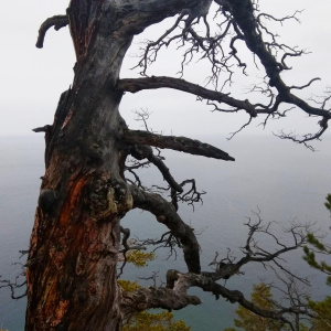 Готическое дерево