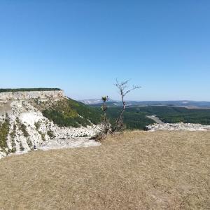 Одинокий кустарник на фоне горы Беш-Кош