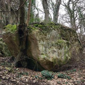 Дерево и камень: вековой союз