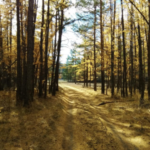 Осенний лес на Ольхоне